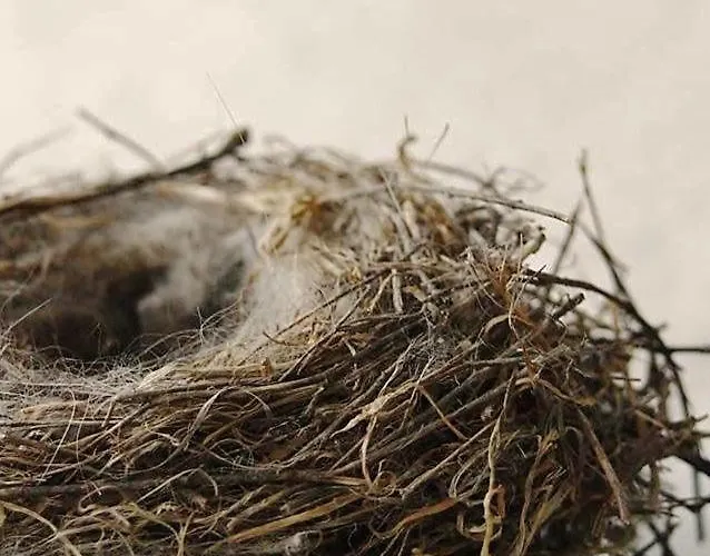 Casa de hóspedes Falchetta Palena